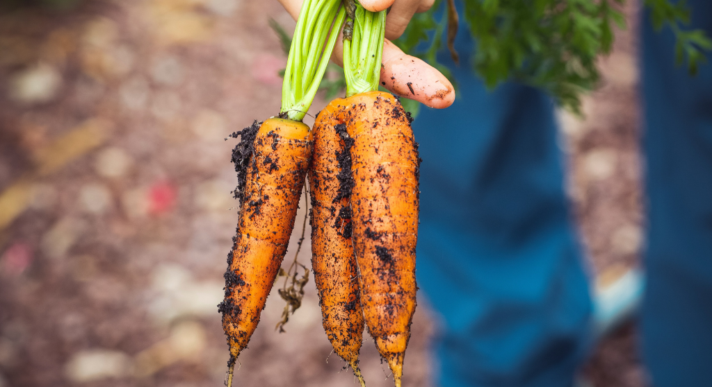 Hand holding newly harvested carrots