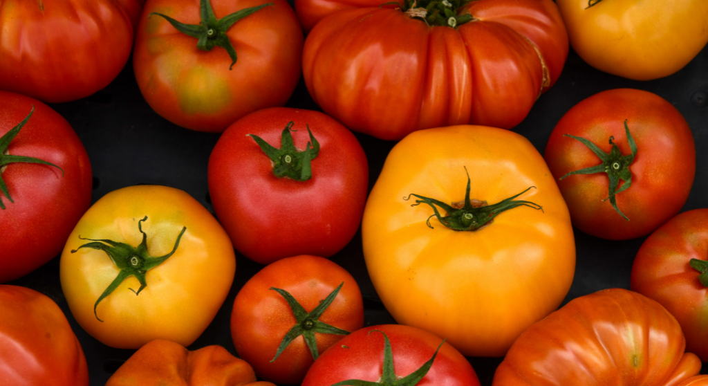 Tomatoes in different colours, shapes and sizes. 