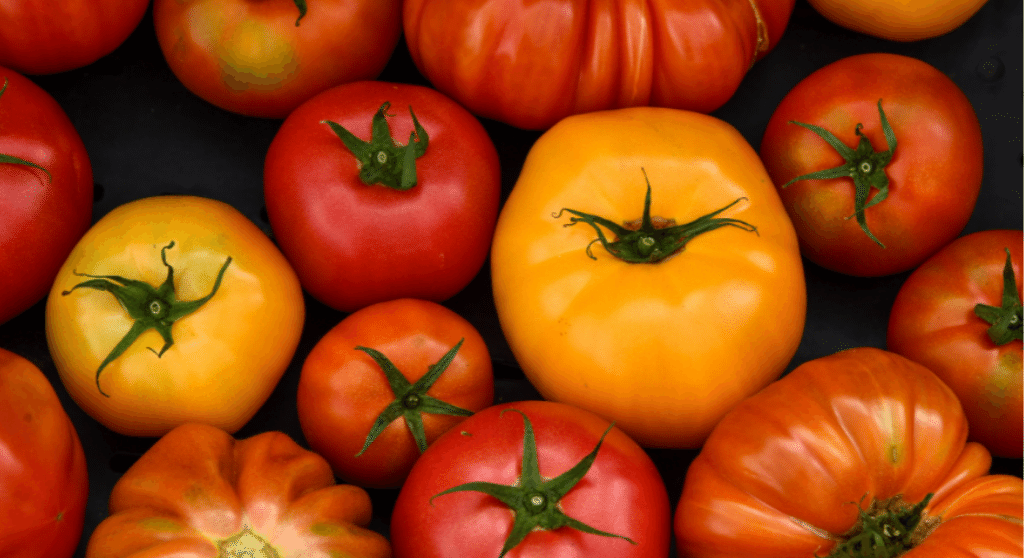 Tomatoes in different shapes, colours and sizes